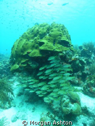 Coral Scene in Bonaire. The lack of strobe lighting was n... by Morgan Ashton 